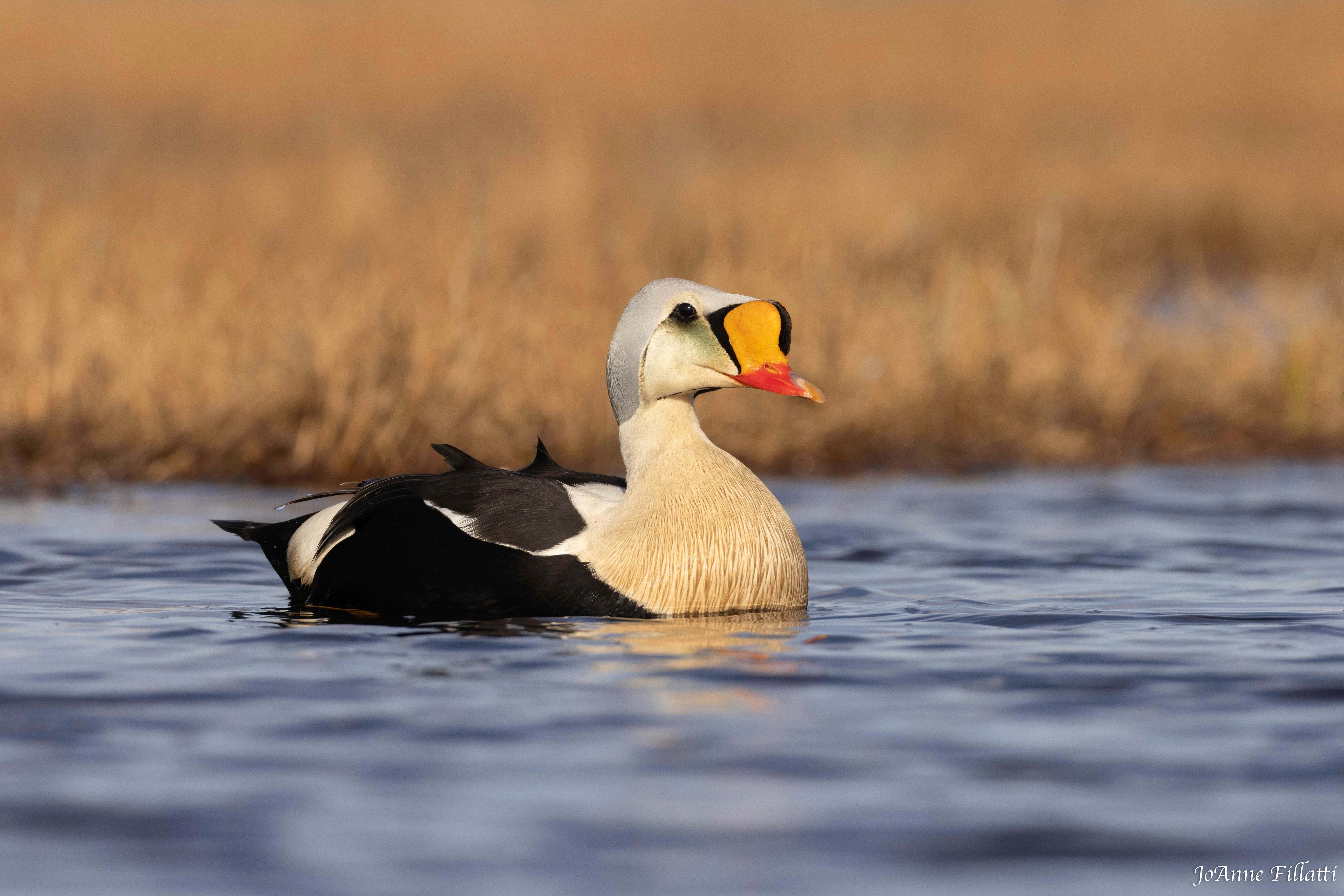 bird of Utqiagvik image 6